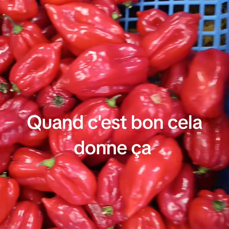 PIMENT FRAIS