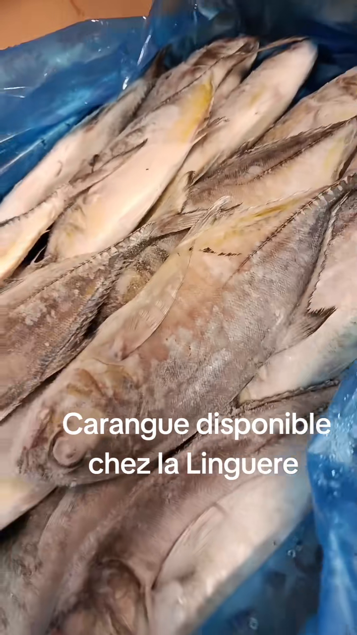 Carangues entières disposées sur du plastique bleu à l'épicerie africaine La Linguere à Toulouse, avec la mention carangue disponible.